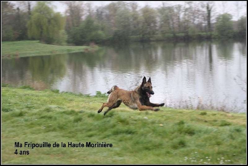 Fripouille de la haute morinière