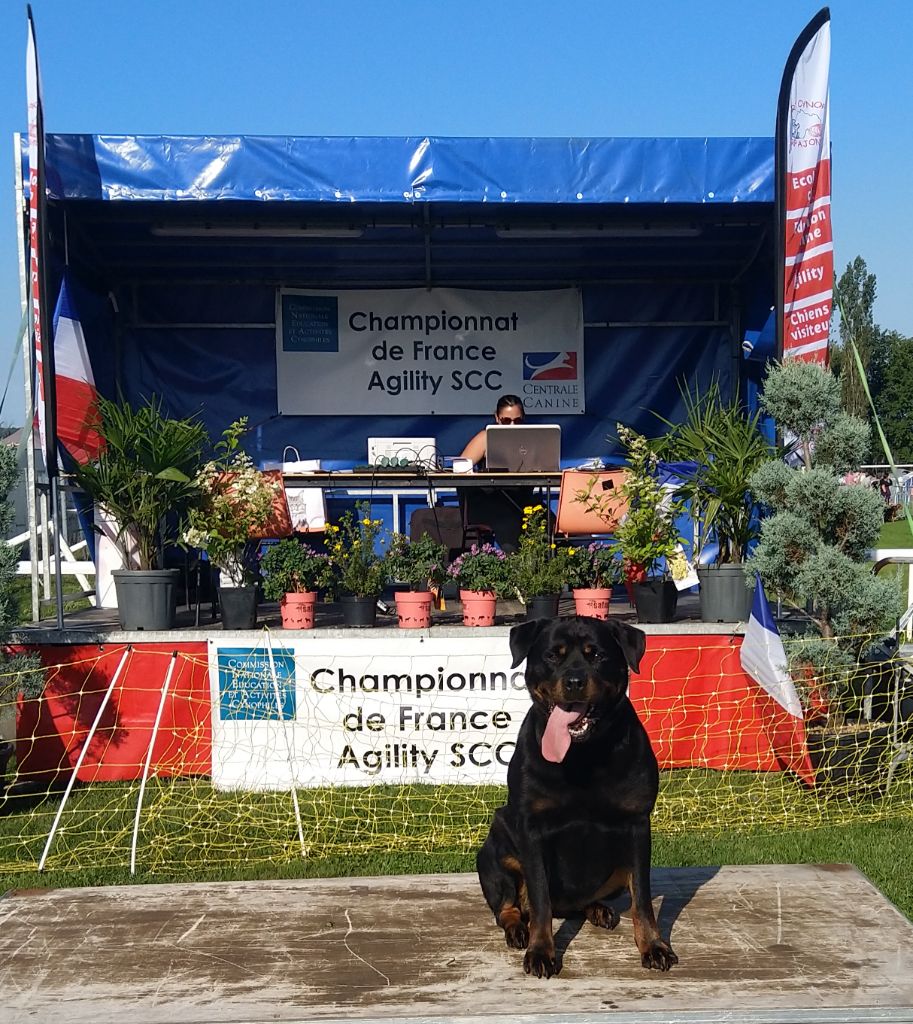de la haute morinière - Lolypop sélectionnée au championnat de France agility